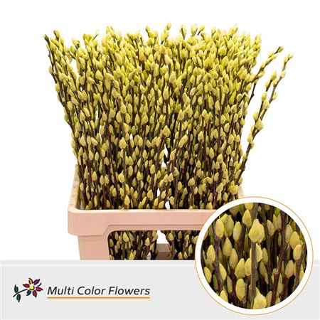 Salix Paint Pussy Willow Cream