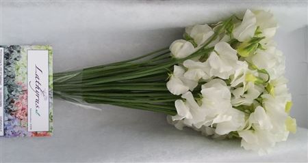 Lathyrus Winter Sunshine White