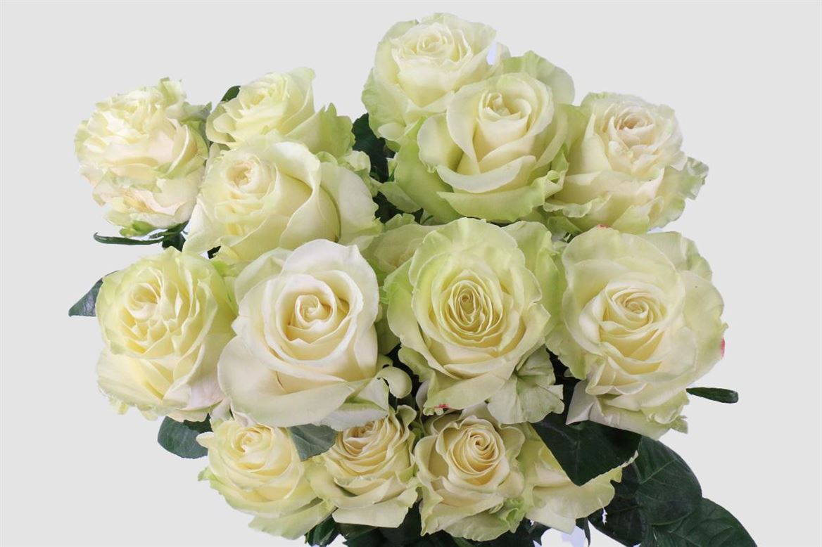 Rosa Ec Mondial