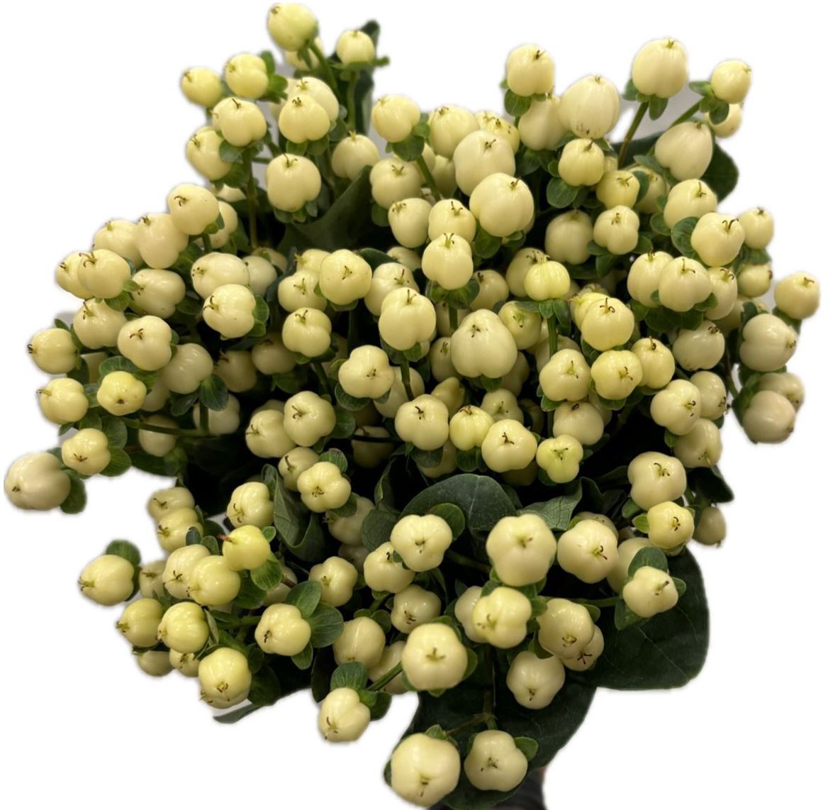 Hypericum Cool Romance