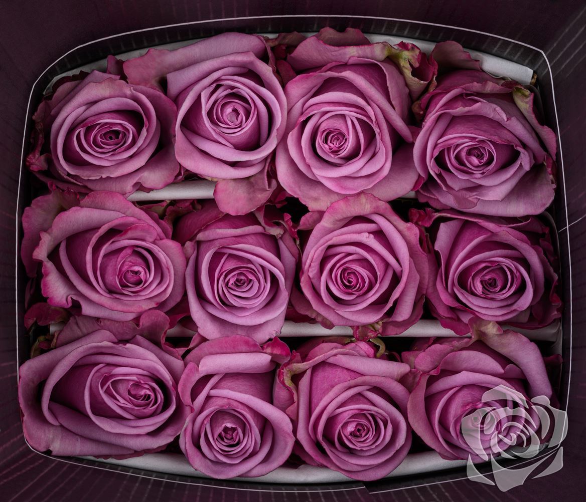 Rosa Ec Cool Water Qualisa