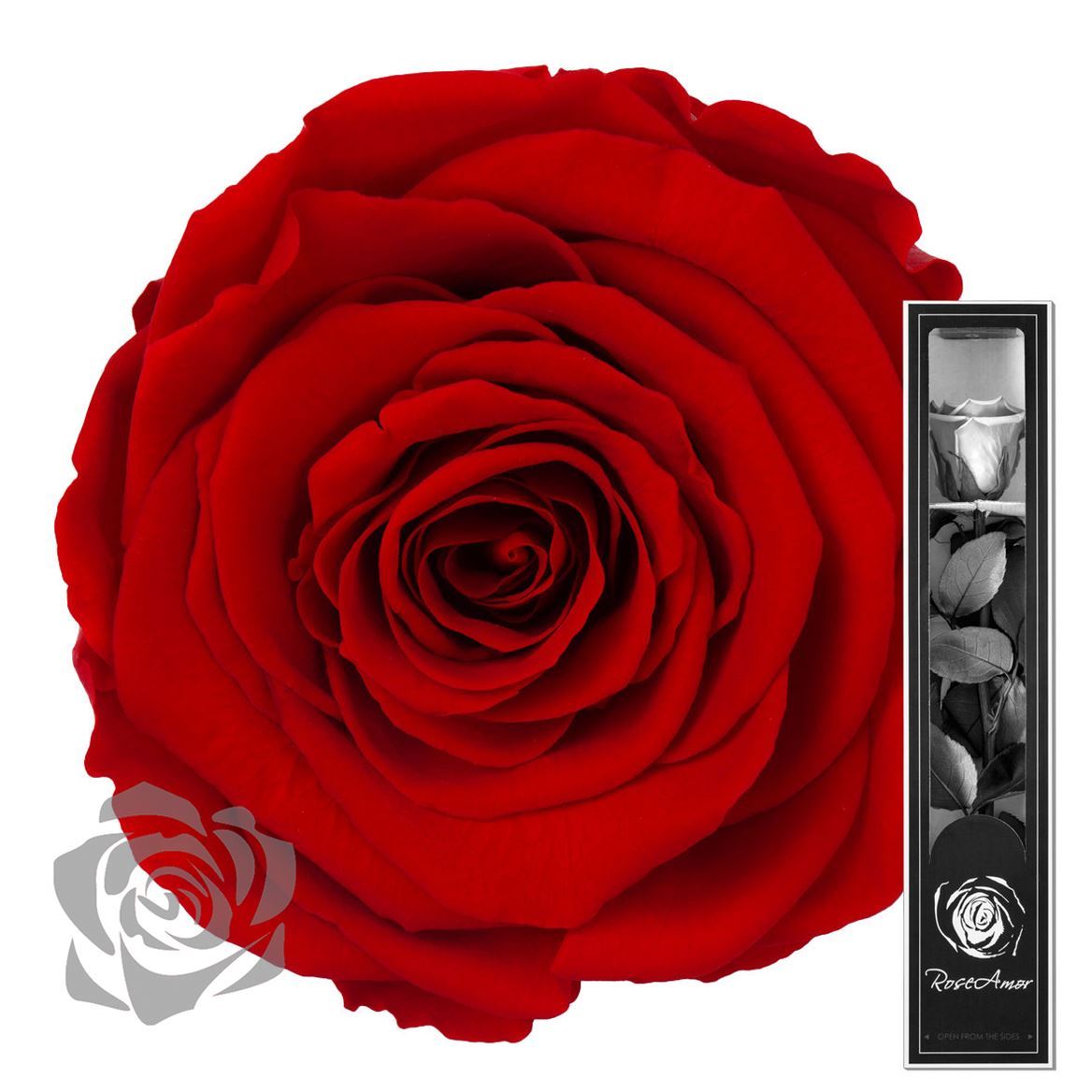 Preserved Rosa With Stem Red 02 | Bulk 30cm
