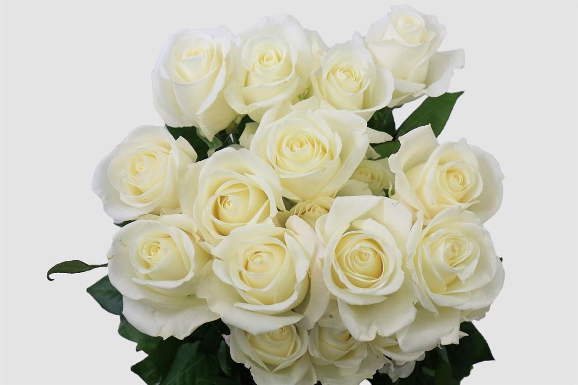 Rosa Ec Tibeth