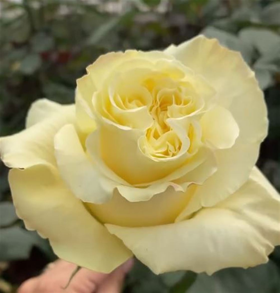 Rosa Ec Cream Enigma Jetfresh