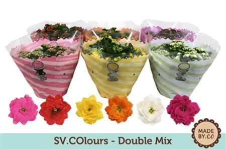.kalanchoe Gevuld Mix 5 Kl.