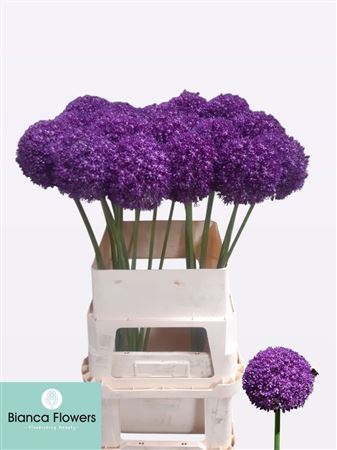 Allium Gladiator
