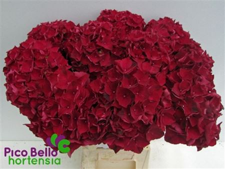 Hydrangea Mag Ruby Red
