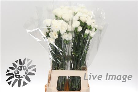 Garofano White