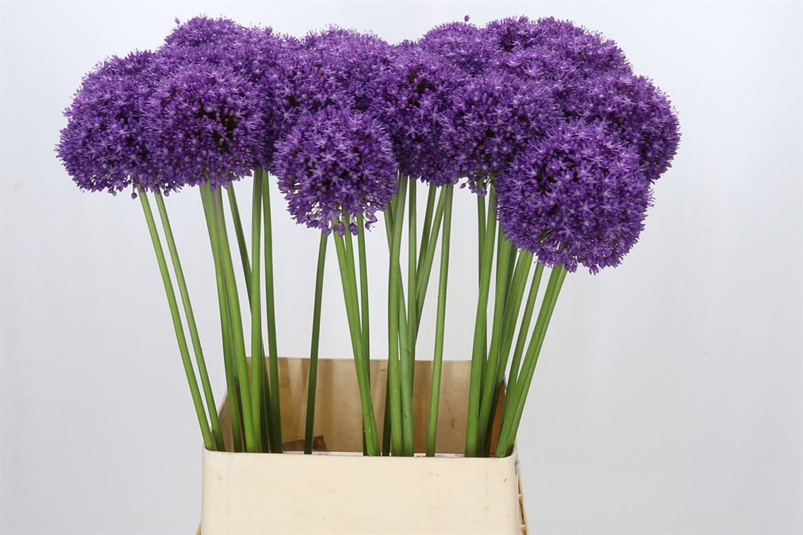 Allium Ambassador
