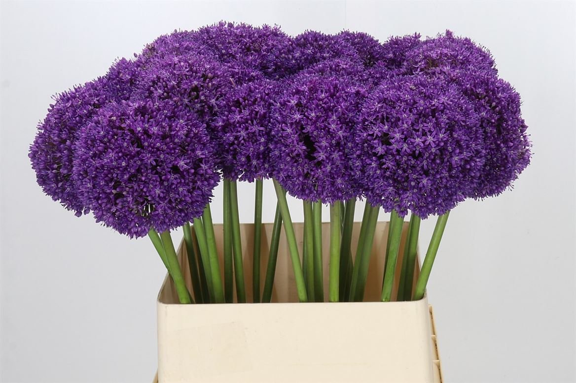 Allium Ambassador
