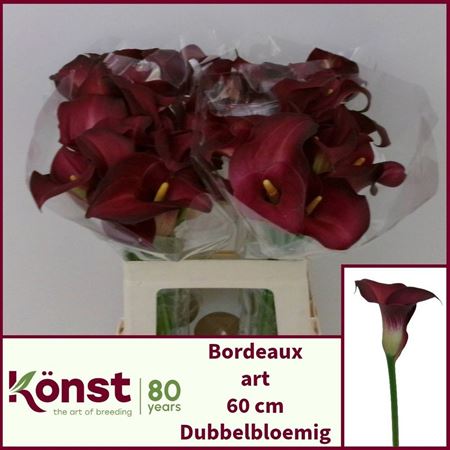 Calla Bordeaux Art