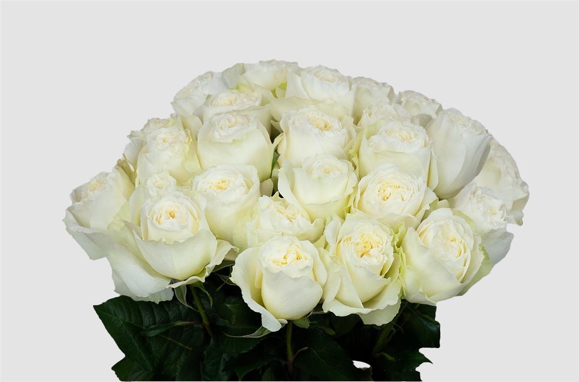 Rosa Ec Angelkiss
