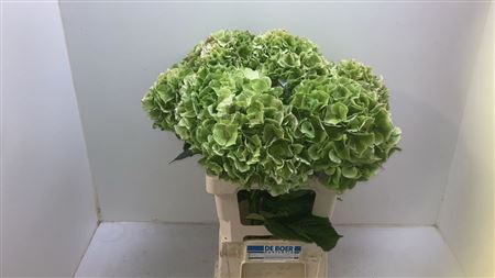 Hydrangea Doorgekleurd