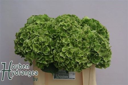 Hydrangea Mag Emerald Classic