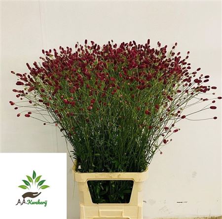 Sanguisorba Arnhem