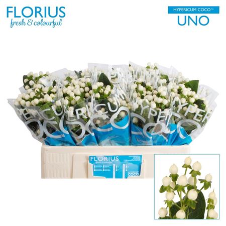 Hypericum Coco Uno