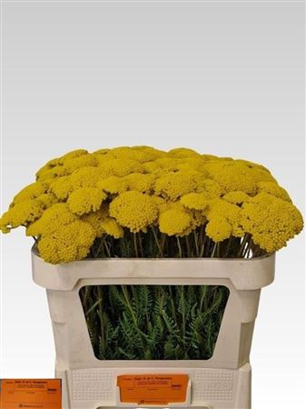 Achillea Parkers Variety
