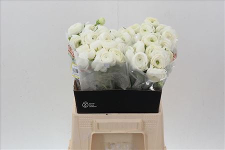 Ranunculus Elegance White