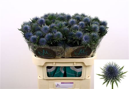 Eryngium Magnetar