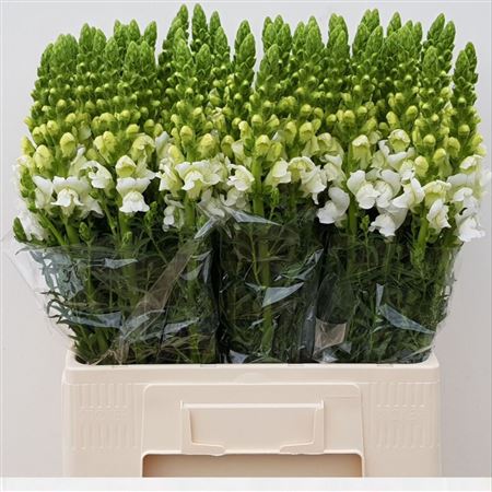Antirrhinum Potomac Ivory White