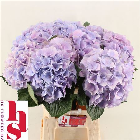 Hydrangea Royal Benefit