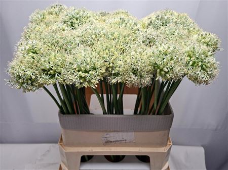 Allium Mount Everest