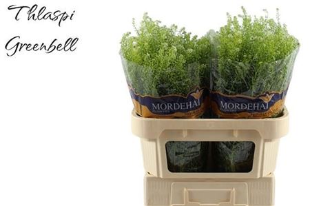 Thlaspi Green Bell