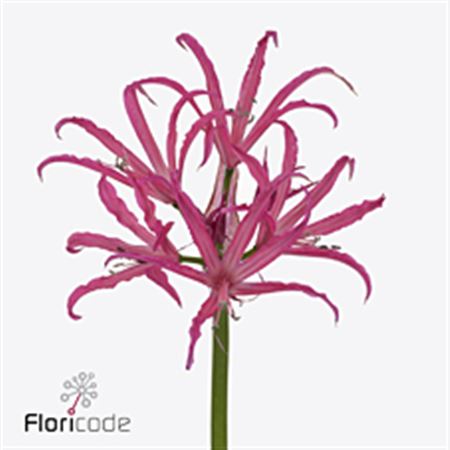 Nerine Elegance Minerva