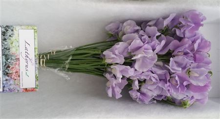 Lathyrus Winter Sunshine Lavendel