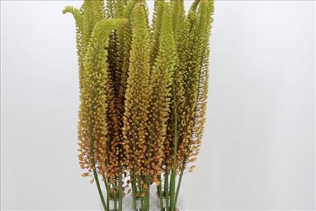 Eremurus Emmy-ro