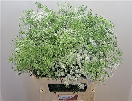Ammi Majus White