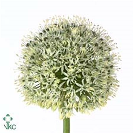 Allium Mount Everest