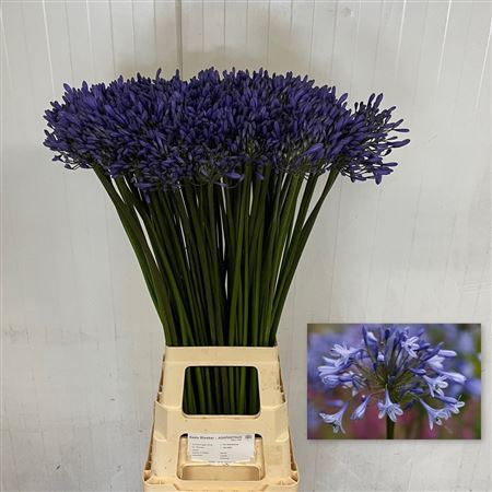 Agapanthus Dr Brouwer