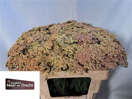 Achillea Lachsschnheit