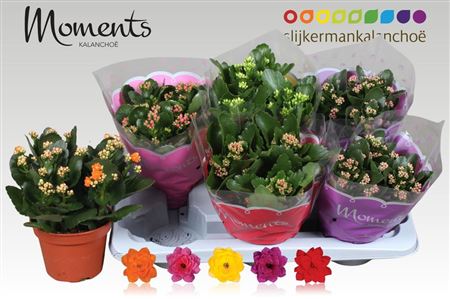 .kalanchoe Blossfeldiana Gevuld Mix
