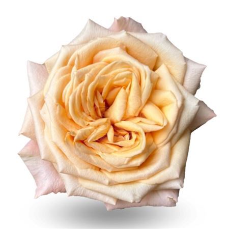 Rosa Ec Sweet City Ecoflor