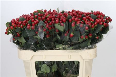 Hypericum True Romance