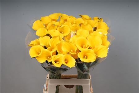 Calla Sunny Art