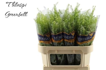 Thlaspi Green Bell