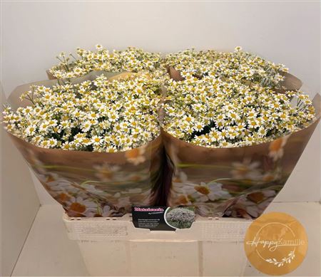 Matricaria Single Vegmo (camille)