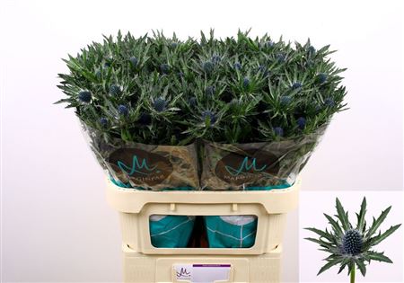 Eryngium Orion