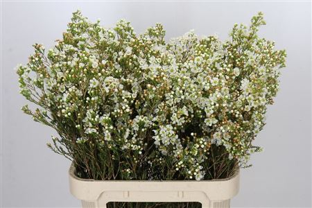 Wax Flowers Dawn Pearl