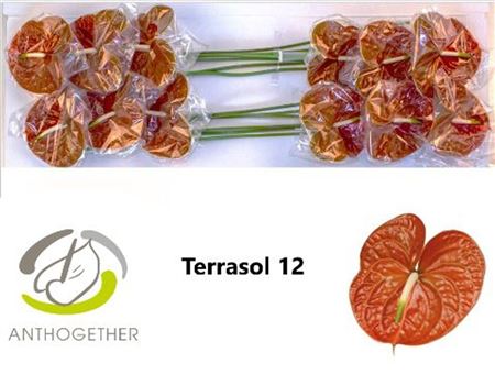 Anthurium Terrasol