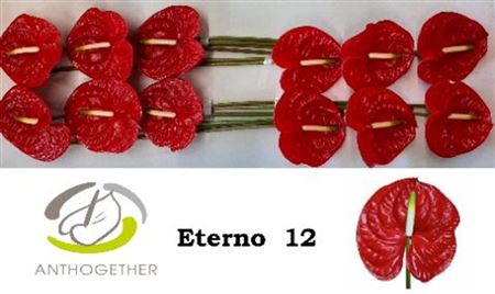 Anthurium Eterno