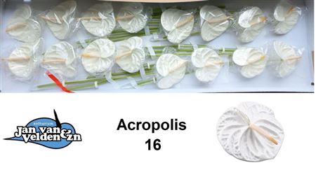 Anthurium Acropolis