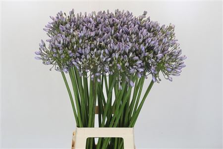 Agapanthus Silberpfeil