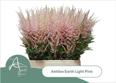 Astilbe Earth Light Pink