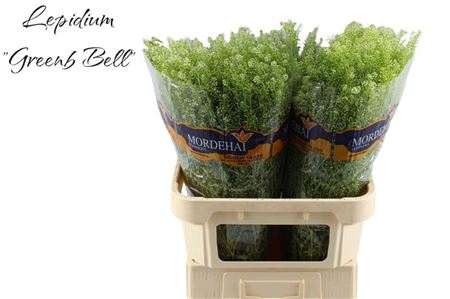 Thlaspi Green Bell