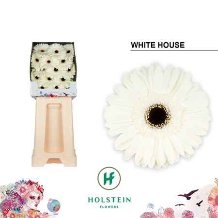 Gerbera Diamond White House