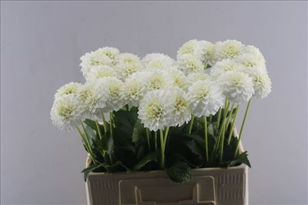 Dahlia Petras Wedding